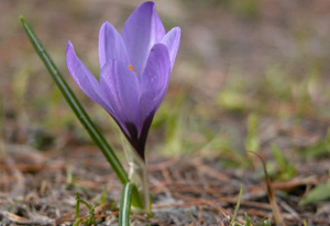 Crocus