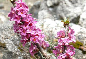 Daphné des Alpes (bois gentil)