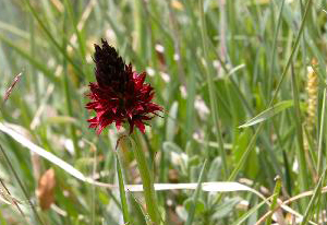 Orchis vanillé